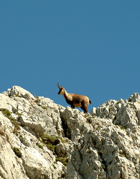 Camoscio d''Abruzzo Rupicapra pyrenaica ornata